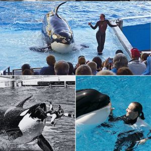 Tragedy in Plain Sight: Final Moments of Orca Trainer Jessica Radcliffe Captured on Camera – What Viewers Saw Will Haunt Them Forever…momo
